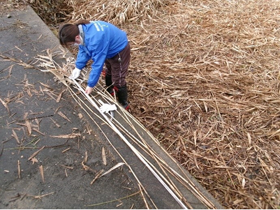 Measuring reed length as part of a biomass survey (in Iba-Naiko and Nishinoko)