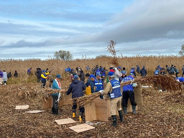December 16, 2023: Winter reed cutting in Iba-Naiko with partners from the Iba area