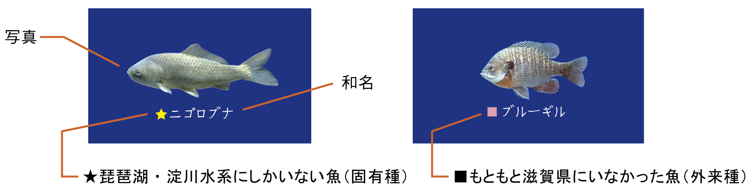 「滋賀のお魚ヨシノート　A6」