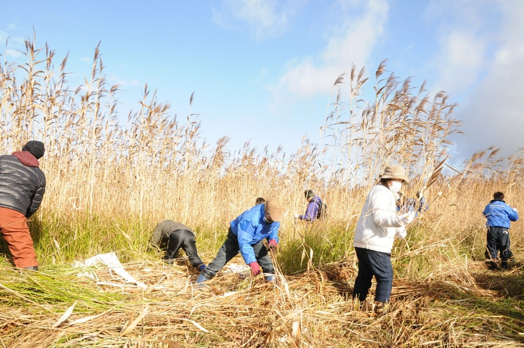 December 14, 2024: Winter reed cutting in Iba-Naiko with partners from the Iba area