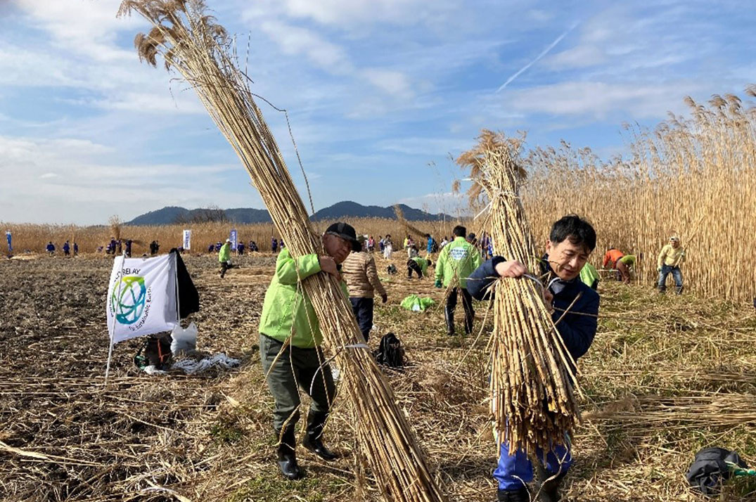 February 10, 2024: Winter reed cutting in Nishinoko with partners from the Shimotoira area