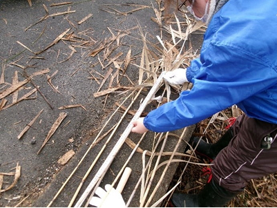 Measuring reed length as part of a biomass survey (in Iba-Naiko and Nishinoko)