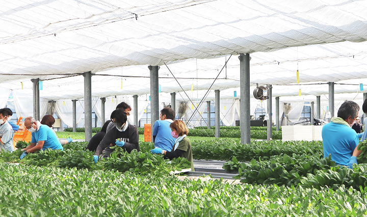 Heartland is a special subsidiary of KOKUYO. It employs people with disabilities and specializes in the running of agriculture. It creates employment for a total of approximately 7,000 people with disabilities in the region annually.