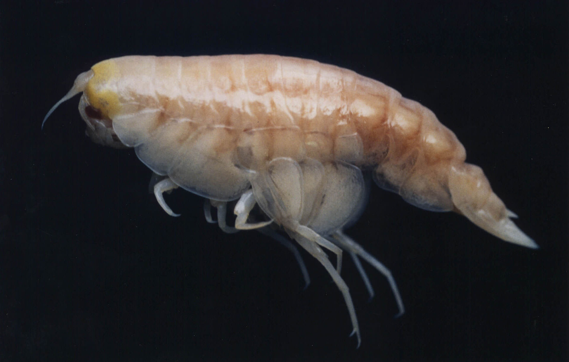 カイコウオオソコエビ